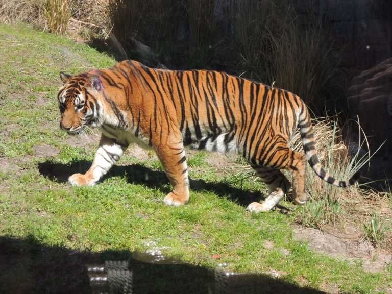 En Chequia existe el mayor mercado negro de  venta de órganos de tigres de Europa.