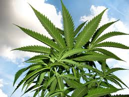 planta de marihuana