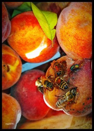 abejas, frutas